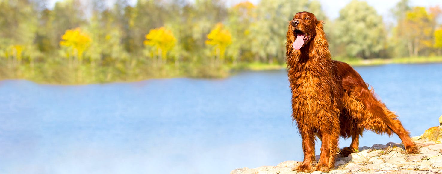Dog Names Meaning Soul Popular Male And Female Names Wag 